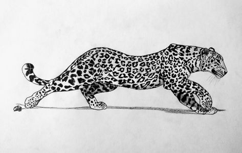 Leapord Tattoo Women, Leopard Line Drawing, Leapord Tattoo Ideas, Jaguar Tattoo Design, Jaguar Drawing, Leopard Sketch, Snow Leopard Tattoo, Cheetah Tattoo, Leopard Drawing