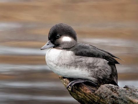 Ducks Unlimited Prints, Hen Pictures, Bufflehead Duck, Sitting Duck, Crickets Chirping, Duck Mount, Duck Stamp, North American Birds, Duck Pictures