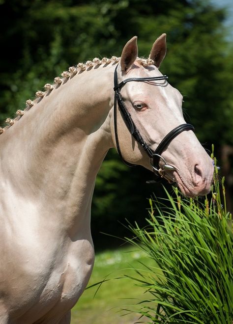 Kambarbay - Stallion AI Services Ahal Teke, Unusual Horse, Akhal Teke Horses, Stallion Horses, Golden Horse, Eventing Horses, Akhal Teke, Most Beautiful Horses, Sport Horse