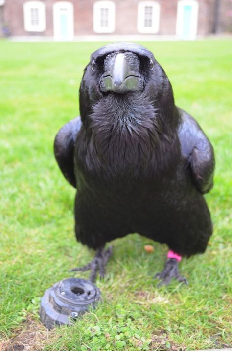 Crow Front View, Raven Front View, Wolves And Ravens, Pet Raven, Jackie Morris, Quoth The Raven, Crows And Ravens, The Tower Of London, 1 Kings