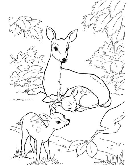 Deer Coloring Page Deer In The Woods, Deer Coloring Pages, Forest Coloring Pages, Backyard Animals, Farm Animal Coloring Pages, Deer Pictures, Family Coloring, Animal Coloring Books, Animal Coloring