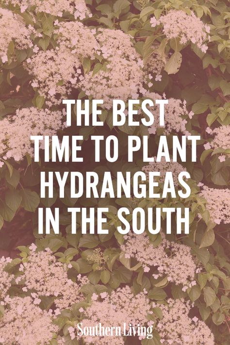 Hydrangea In Texas, Hydrangea In Florida, Best Time To Plant Hydrangeas, When To Plant Hydrangeas In Ground, Best Place To Plant Hydrangeas, Planting Hydrangeas In Ground, South Carolina Landscaping Ideas, Southern Garden Landscaping, Where To Plant Hydrangeas