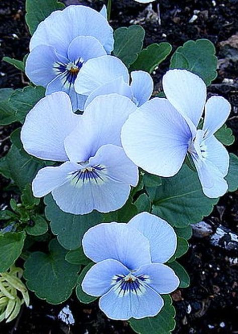 Viola Flower, Blossom Garden, Pansies Flowers, Apps Games, Violet Flower, Exotic Flowers, Flower Photos, Amazing Flowers, Pansies