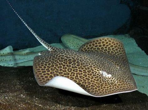 Leopard stingray Majestic Sea Flap Flap, Aquarium Atlanta, Bald Eagle Art, Visit Georgia, Wild Waters, Georgia Aquarium, Water Animals, Underwater Creatures, Aquatic Animals