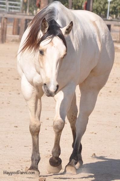 Horses For Sale Near Me, Overo Horse, Buttermilk Buckskin, Horse Ranches, Horse Palomino, Horses Aesthetic, Winchester Shotgun, Quarter Horses For Sale, Halter Horse