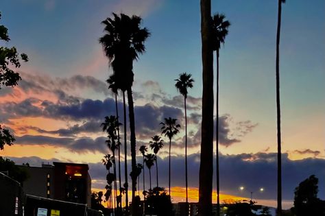 Uc Riverside Aesthetic, Riverside Aesthetic, Uc Riverside, Riverside California, Cali, Palm Trees, Lamp Post, Vision Board, Trees