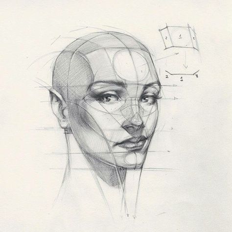 Facial structure reference, drawing, sketch head face example. shading face Reilly Head, Imagination Illustration, Drawing Proportions, Portrait Au Crayon, Neck Drawing, Draw Portrait, Face Proportions, Draw Human, Head Drawing