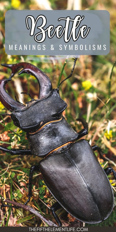 Horn Beetle Tattoo, Beetle Spiritual Meaning, Spirit Animal Meaning, Hercules Beetle, Homemade Garden Decorations, Beetle Tattoo, Animal Meanings, Totem Animals, Stag Beetle