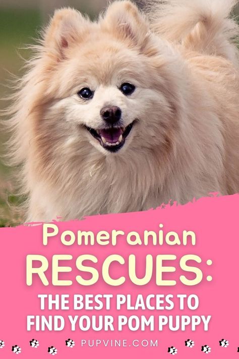 Pomeranian rescues – an essential guide to Pom adoption, with a list of the best Pomeranian rescue centers in the United States. Training A Pomeranian Puppy, Pomeranian Puppies For Free, Pomeranian Rescue, Pomeranian Breeders, Pomeranian Stuffed Animal, Pomeranian Facts, Foster Home, Dog Breeder, Animal Sanctuary