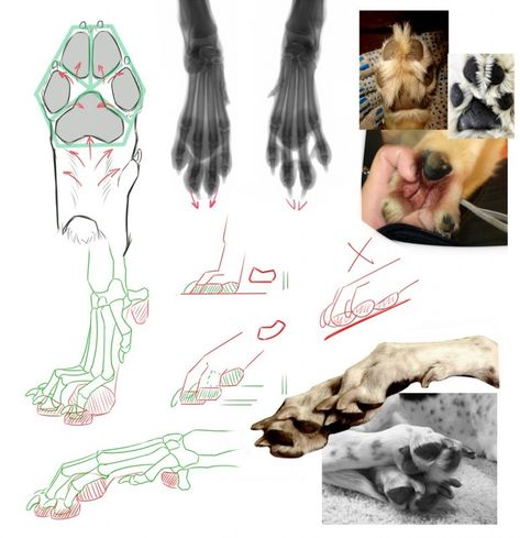 Wolf Paw, Canine Drawing, Dog Anatomy, Cat Anatomy, Werewolf Art, Animal Study, Canine Art, Creature Drawings, Anatomy Drawing