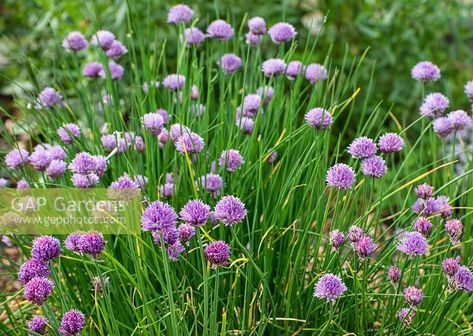 Allium schoenoprasum - chives, Suffolk Allium Schoenoprasum, Plant Photography, Grow Your Own Food, Medicinal Herbs, Grow Your Own, Garden Plants, Gap, Herbs, Zara