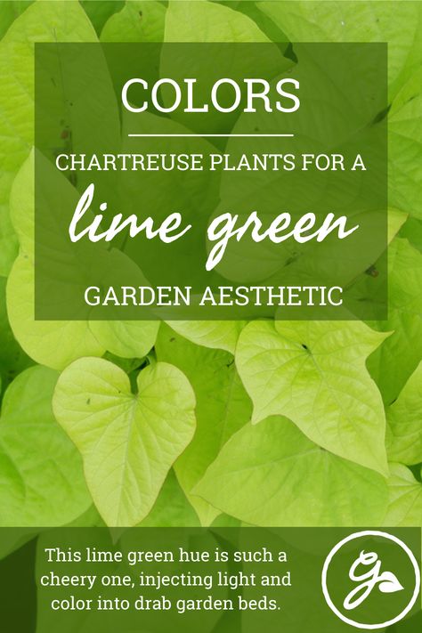 Chartreuse colored plants illuminate the garden, casting a warm, sunny glow on everything around them. Get the list here of some easy lime-colored accents for beds, borders and baskets. Bright Green Plants Outdoor, Lime Green Plants, Full Sun Garden, Perennial Garden Plans, Chartreuse Color, Sweet Potato Vine, Magenta Flowers, Purple Garden, Black Garden