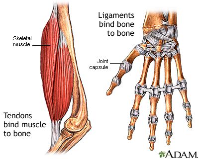 Tendon vs. ligament Human Biology, System Unit, Bicep Muscle, Cast Covers, Study Stuff, Ligaments And Tendons, Horse Anatomy, Skeletal System, Muscular System