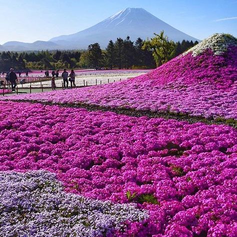 Japan Picture, Yamanashi, Japan Aesthetic, Destination Voyage, Napoleon Hill, Incredible Places, Travel Insurance, Japan Travel, Wonderful Places