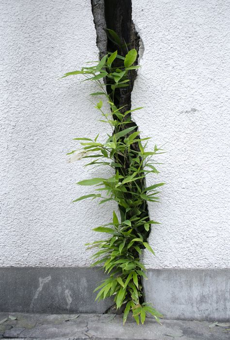 There is a crack in everything, that is how the light gets in. -Leonard Cohen From Fumi Guerrilla Gardening, Urban Nature, Green Photo, Plaster Art, Urban Jungle, Urban Garden, Green Plants, Ikebana, Green Thumb