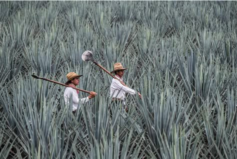 Mexican Nature, Tequila Branding, Mexican Photography, Agave Field, Patron Tequila, Cool Tumblr, Mexican Traditions, Mexican Grill, Blue Agave