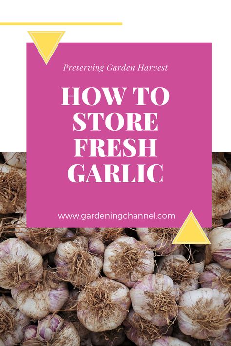 How To Store Fresh Garlic Bulbs, Storing Garlic Bulbs, How To Store Fresh Garlic, How To Preserve Fresh Garlic, Garlic Storage Ideas, Canning Garlic, Store Garlic, Garlic Garden, Planting Chart