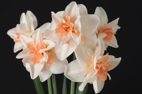 Daffodil Bulbs | Item # 3051 Delnashaugh | For Sale - Colorblends® Amaryllis Bulbs, Daffodil Bulbs, Spring Flowering Bulbs, Daffodil Flower, Spring Bulbs, Fall Plants, Hobby Farms, Pretty Plants, Flowers Perennials