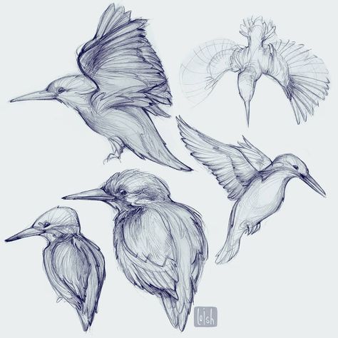 Bird studies! Do you know which type of bird this is? 🙂 . . . #sketchbook #birdsofinstagram #pencildrawing #loish #artistsofinstagram Kingfisher Tattoo, Lotusblume Tattoo, Tumblr Illustration, King Fisher, Bird Sketch, Sketchbook Tour, Animal Study, Animal Sketches, Sketchbook Inspiration