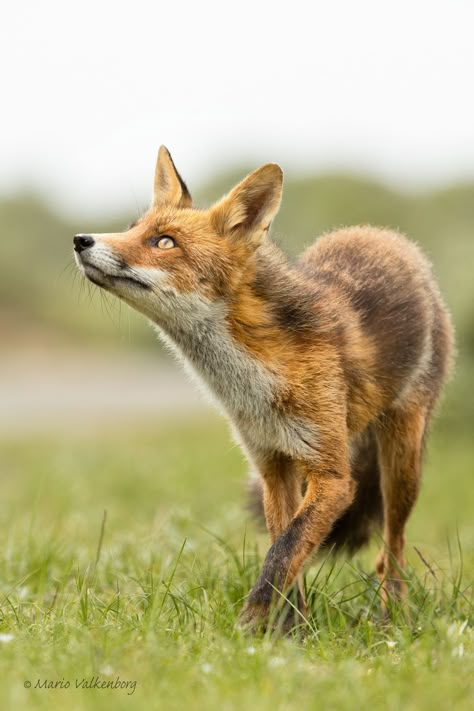 Звери Fox Looking Up, Fox Reference Photo, Animals Aesthetic Wallpaper, Angry Fox, Fox Reference, Fuchs Baby, Fox Photo, Fox Photos, Fox Photography