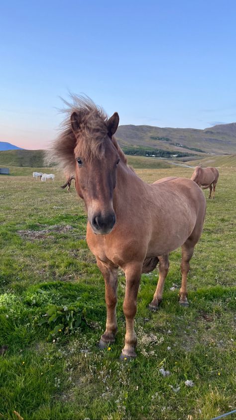 icelandic horse, horse, sunset, iceland, icelandic summer, nature, midnight sun Iceland Spring, Summer In Iceland, Iceland Summer Aesthetic, Midnight Sun Iceland, Icelandic Horses, Iceland Horses, Iceland Summer, Island Horse, Horse Trail