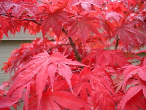 Japanese maple (Acer palmatum) is a native tree of Korea, China and Japan and was introduced in the United States and England in the 1800s. Chinese Maple Tree, Japanese Maple Varieties, Japanese Red Maple, Red Maple Tree, Japanese Maple Tree, Specimen Trees, Acer Palmatum, Red Maple, Japanese Maple