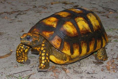 Yellow-footed tortoise Reptile The yellow-footed tortoise is a species of tortoise in the family Testudinidae and is closely related to the red-footed tortoise. It is found in the Amazon Basin of South America. Wikipedia Scientific name: Chelonoidis denticulata Rank: Species Higher classification: Geochelone Pet Tortoise, Box Turtles, Russian Tortoise Diet, Red Footed Tortoise, Turtle Care, Russian Tortoise, Tortoise Care, Cleaning The House, House Family