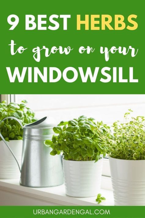 Herbs To Grow Indoors, Window Herb Garden, Best Herbs To Grow, Herbs To Grow, Growing Herbs Indoors, Herb Garden In Kitchen, Kitchen Windowsill, Diy Herb Garden, Herb Garden Design