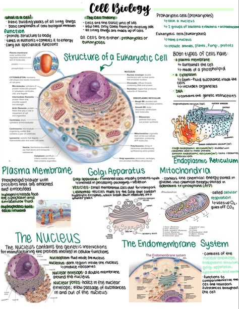 Cells In Biology, Biology College Notes, Cell Notes Anatomy, Anatomy Cells Notes, Bio Ipad Notes, Cell Diagram Aesthetic, Free Biology Notes, Anatomy And Physiology Notes Study Cell, Anatomy And Physiology Cells Notes