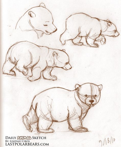 Bear Sketch, Animal Drawings Sketches, Drawing Eyes, Bear Drawing, 강아지 그림, Animal Study, Bear Illustration, Cutest Animals, Arte Sketchbook