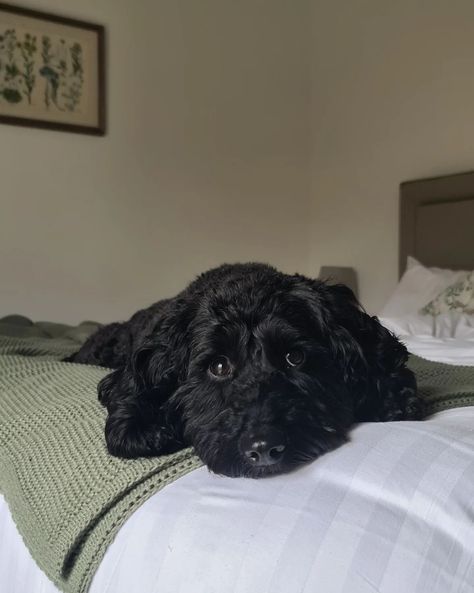 Cockapoo girl Black Cavapoo, Black Cockapoo, Instagram Places, Dog Mommy, Funny New, Japanese Artists, Animal Memes, Sculptor, To Tell