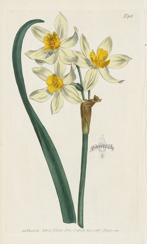 William Curtis Botanical Magazine Narcissus Flower Tattoos, Flowers Hydrangea, Narcissus Flower, Red Lily, Good Earth, Botanical Illustration Vintage, Vintage Botanical Prints, Botanical Painting, Scientific Illustration