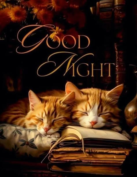 Good Night Cats, Night Hug, Good Night Gifs, Sweet Good Night Messages, Good Night Hug, Goodnight Sweetheart, Cute Cat Quotes, Good Morning Cat, Good Night Cat