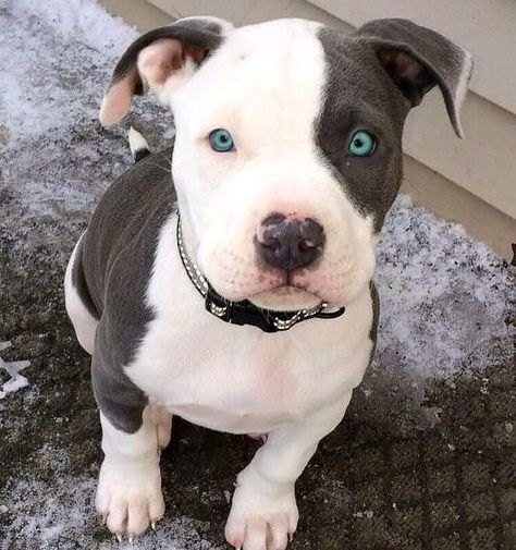 Dog With Blue Eyes, Pitbull Dog Puppy, Cute Pitbulls, Pitbull Puppy, Baby Animals Pictures, Pitbull Puppies, Pit Bulls, Cute Dogs And Puppies, Cute Animal Pictures