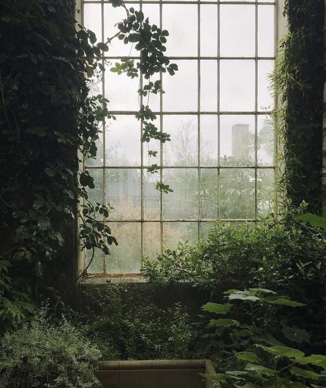 green nature and plants image <img alt= src="https://data.whicdn.com/images/350404611/original.jp Green Academia, An Open Window, Dark Naturalism, Creation Art, Dark Green Aesthetic, Slytherin Aesthetic, Plant Aesthetic, Dark Academia Aesthetic, Academia Aesthetic