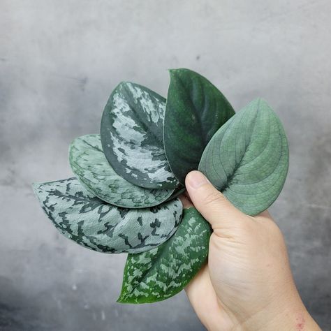 Scindapsus Silver Lady, Scindapsus Jade Satin, Scindapsus Silver Hero, Scindapsus Varieties, Plant Bench, Rare Houseplants, Wishlist Plants, Planting Succulents Indoors, Peace Love And Happiness