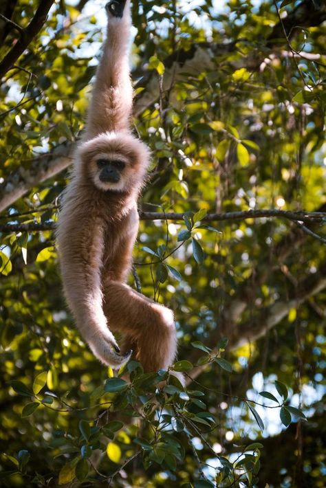 Monkey hanging from a tree Ambient Background, Monkey Hanging, Soothing Nature, Sleep Therapy, Photography Editing Apps, Funny Monkey, Monkey Pictures, Sound Music, Peaceful Place