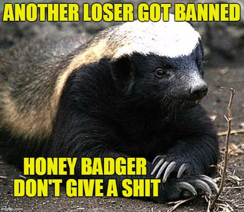 Loser Banned Honey Badger Meme, Honey Badger Humor, Fantastic Beasts Grindelwald, Honey Badgers, Warrior Poet, Funny One Liners, Toddler Behavior, List Of Animals, Honey Badger