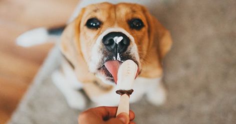 7 Ways You're Spoiling Your Dog (& How to Do It the Right, Healthy Way) Quiet Dog Breeds, National Icecream Day, Dog Food Delivery, Keep Your House Clean, Diet Dinner Recipes, Hippie Baby, Spoil Yourself, Pet Hacks, Wild Life