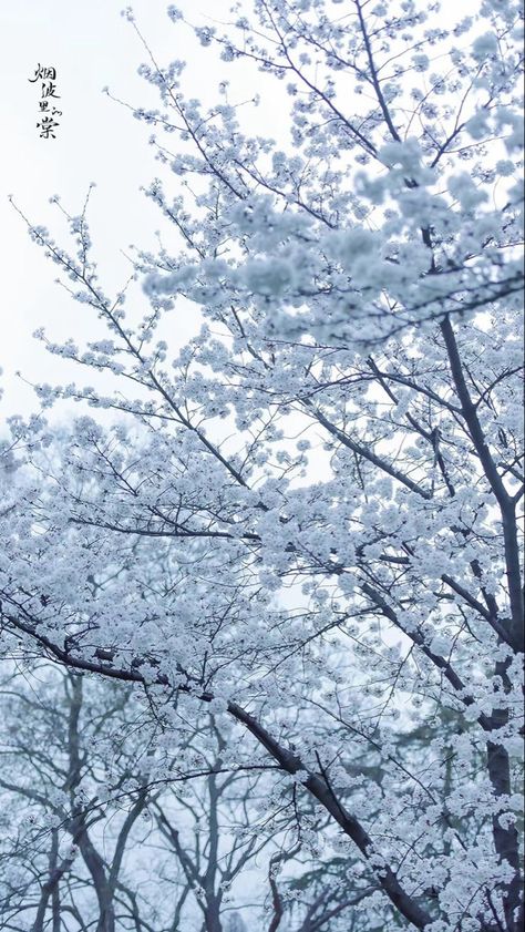 Snow Flowers Wallpaper, Snow Cherry Blossom, Snow Wallpaper, Cherry Blossom Wallpaper, Jelly Wallpaper, Light Blue Aesthetic, Pretty Landscapes, Japan Aesthetic, Winter Scenery