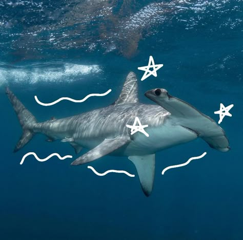 Hammerhead Shark Aesthetic, Hammerhead Shark Pfp, Silly Sea Animals, Cute Shark Picture, Hammerhead Shark Cute, Shark Pfps, Shark Core, Ocean Animals Pictures, Sea Life Aesthetic