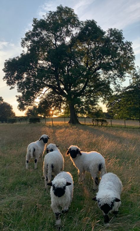 Future Farms, Farm Lifestyle, Dream Farm, Ranch Life, Quiet Life, Life Aesthetic, Nature Aesthetic, Slow Living, Cute Little Animals