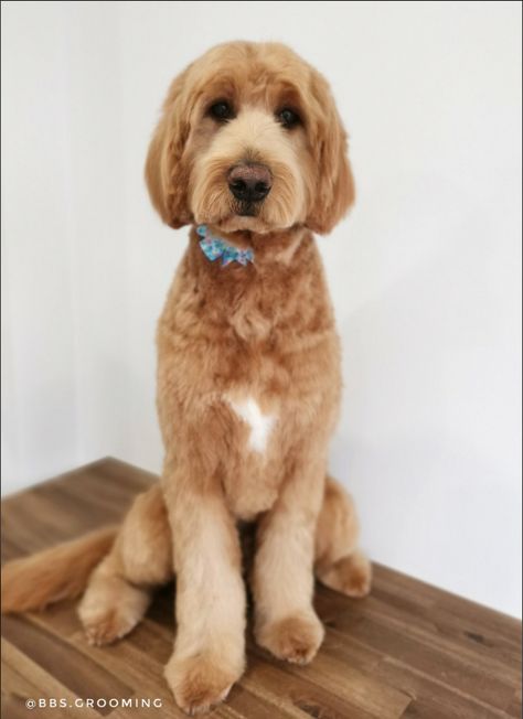 Goldendoodle Picture Ideas, Bordoodle Grooming, Groodle Haircut Styles, Doodle Cuts Goldendoodle Haircuts, Golden Doodle Haircut Styles, Doodle Haircut Styles, Golden Doodle Haircut, Labradoodle Haircut Style, Labradoodle Haircut