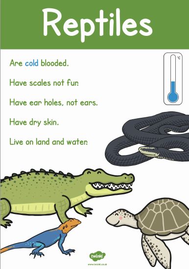 Animal Groups and Diets | Alpaca's Class Blog Animal Groups Activities, Reptiles Kindergarten, Reptile Unit Study, Kindy Activities, Reptiles Preschool, Reptiles Activities, Plants Worksheets, Animal Lessons, Continuous Provision