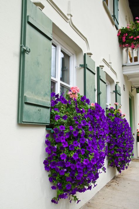 Perennial Window Box Plants, Cactus Window Box Ideas, Mediterranean Window Flower Boxes, Hanging Flowers On Porch, Shady Window Box Ideas, Plants House Exterior, Flowers That Hang Down, Trailing Flowers Hanging Baskets, Flowers Outside Window