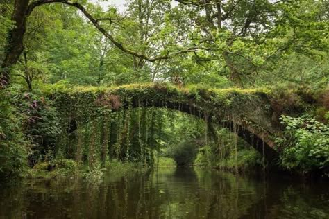 Nature Aesthetic, Pretty Places, Green Aesthetic, Mother Earth, Beautiful World, Secret Garden, In The Middle, Happy Places, Mother Nature