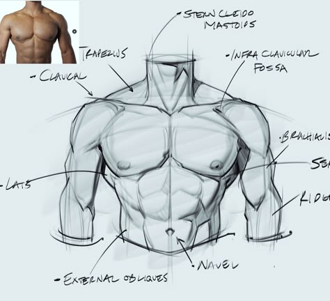 Arms Muscles, Man Anatomy, Body Drawing Tutorial, Human Anatomy Drawing, Body Sketches, Human Anatomy Art, Anatomy Sketches, Body Reference Drawing, Anatomy Poses