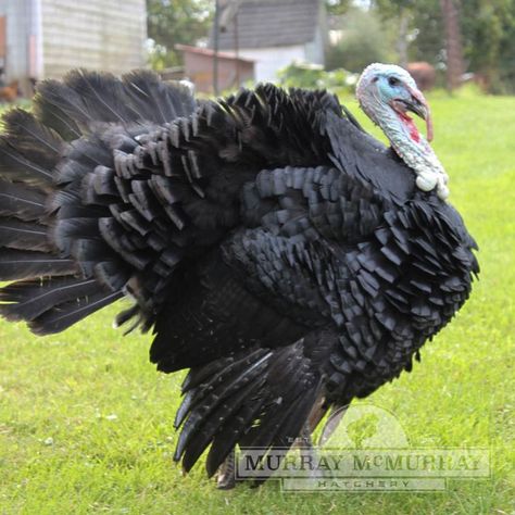 Turkey Breeds, Farming Land, Black Turkey, Black Toms, Unique Faces, North America, Lion Sculpture, Birds, Black