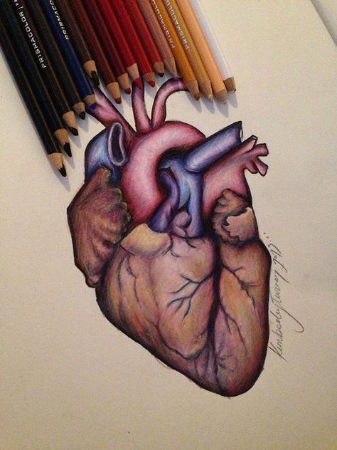 Heart, prismacolor | Flickr - Photo Sharing! Heart Colored Pencil Drawing, Heart Colour Pencil Drawing, Heart Drawing Colored Pencils, How To Draw A Real Heart, Heart Drawing With Color, Heart Drawing Color, Realistic Heart Painting, Heart Sketch Creative, Real Heart Drawing