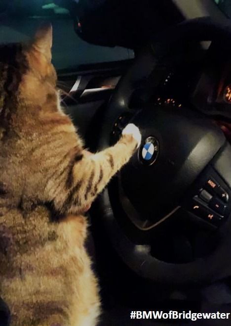 #BMW #Bridgewater #Cats #Bimmer #CarsforSale Cats And Cars, Cat In Car, Funny Cat Pics, Car Cat, Bmw Dealership, Cat Images, Bmw E39, Get Even, Funny Wallpaper